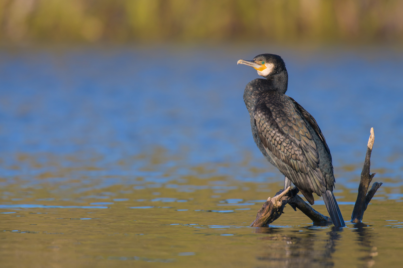 Kormoran