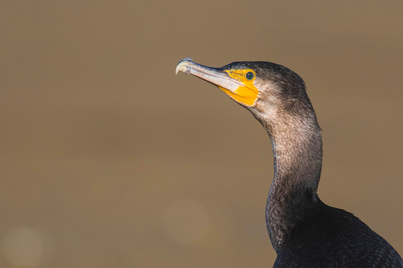 Kormoran