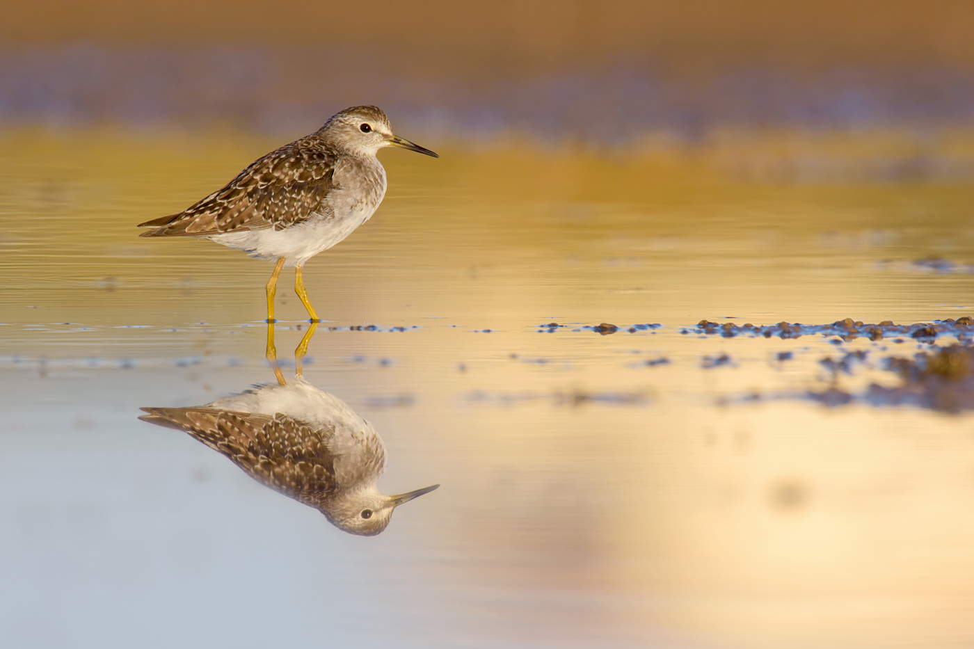 Bruchwasserläufer