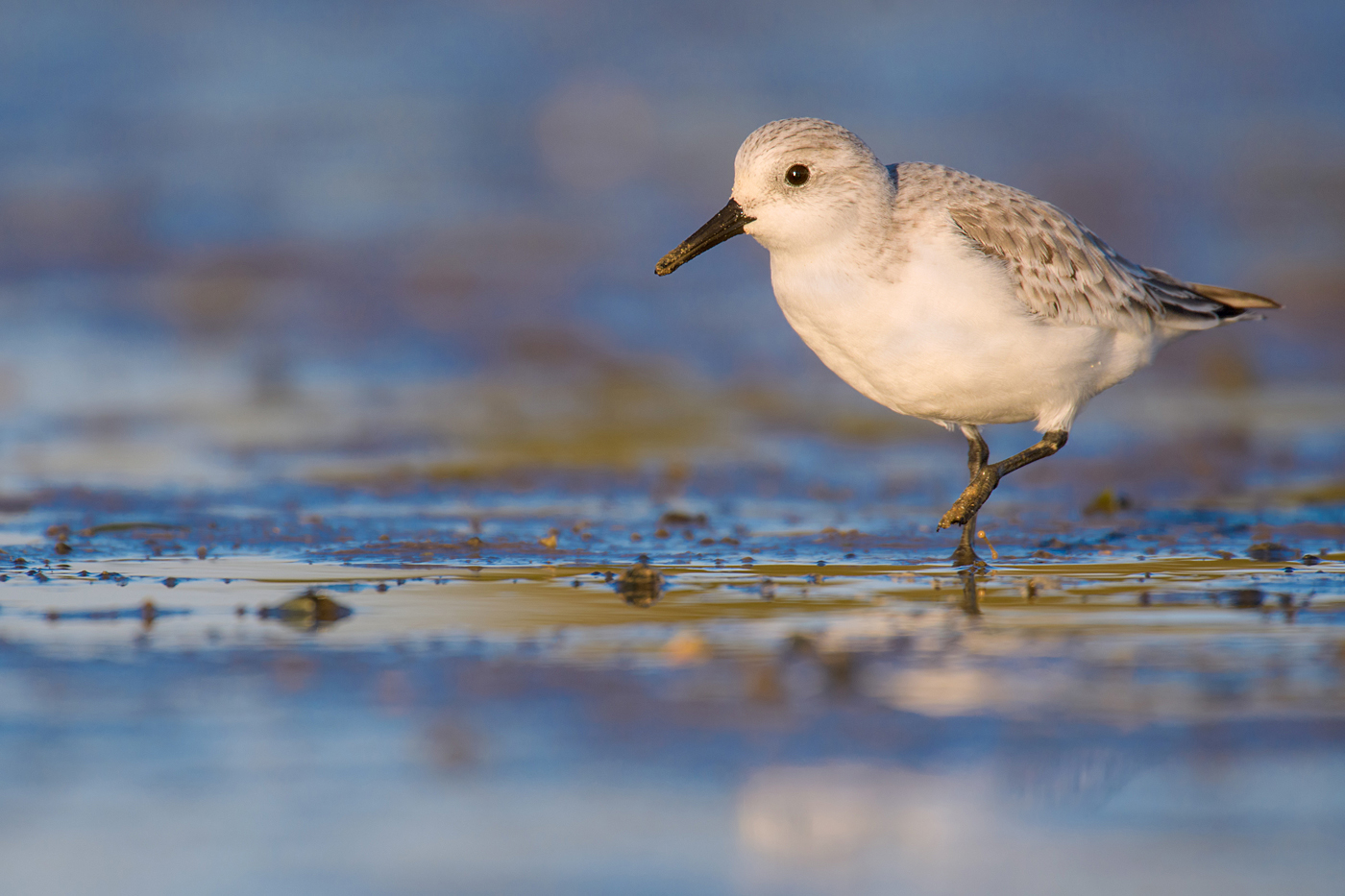 Sanderling