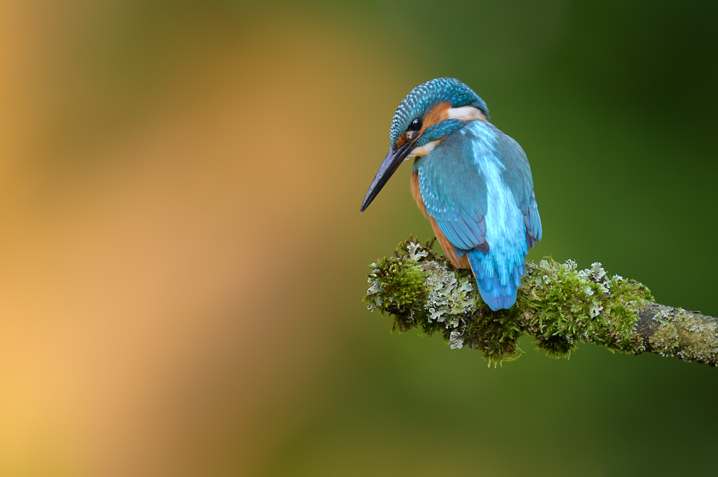 Eisvogel