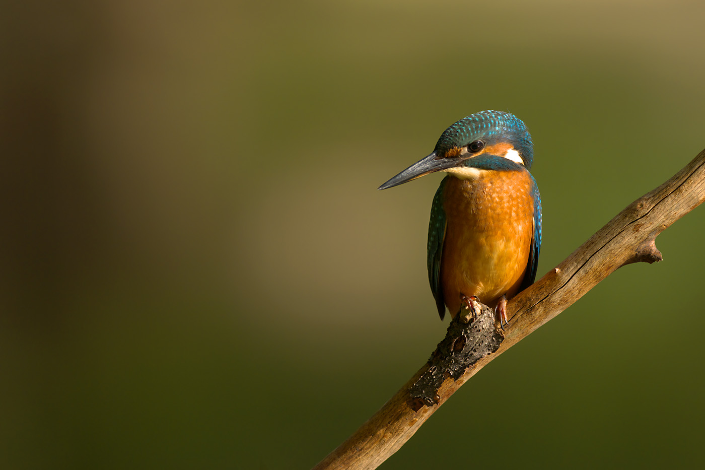 Eisvogel