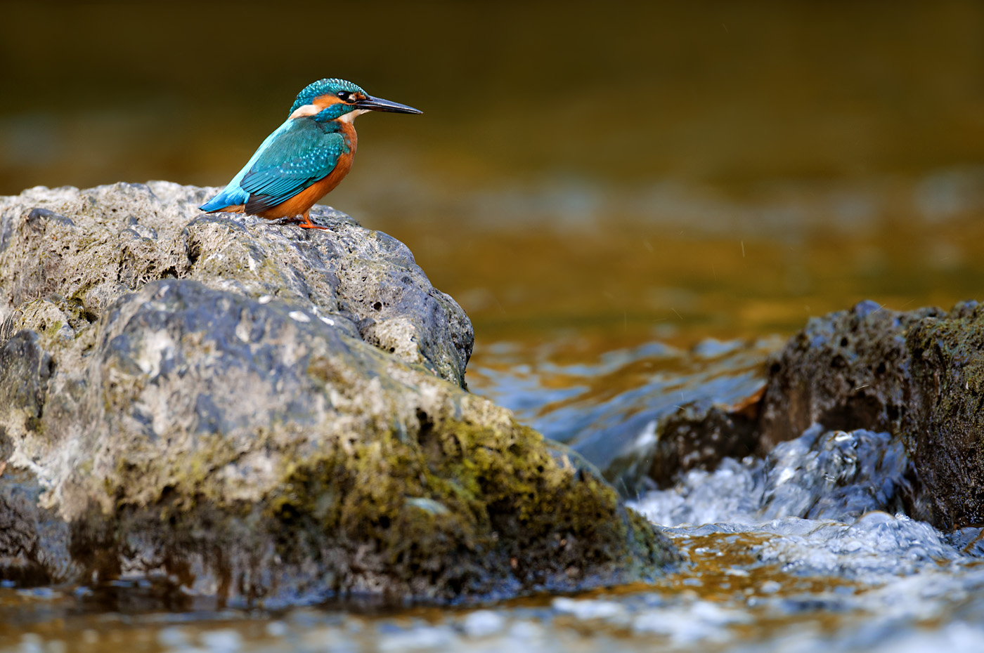 Eisvogel