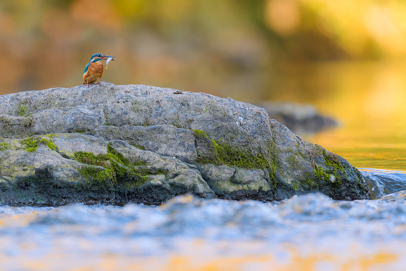 Eisvogel