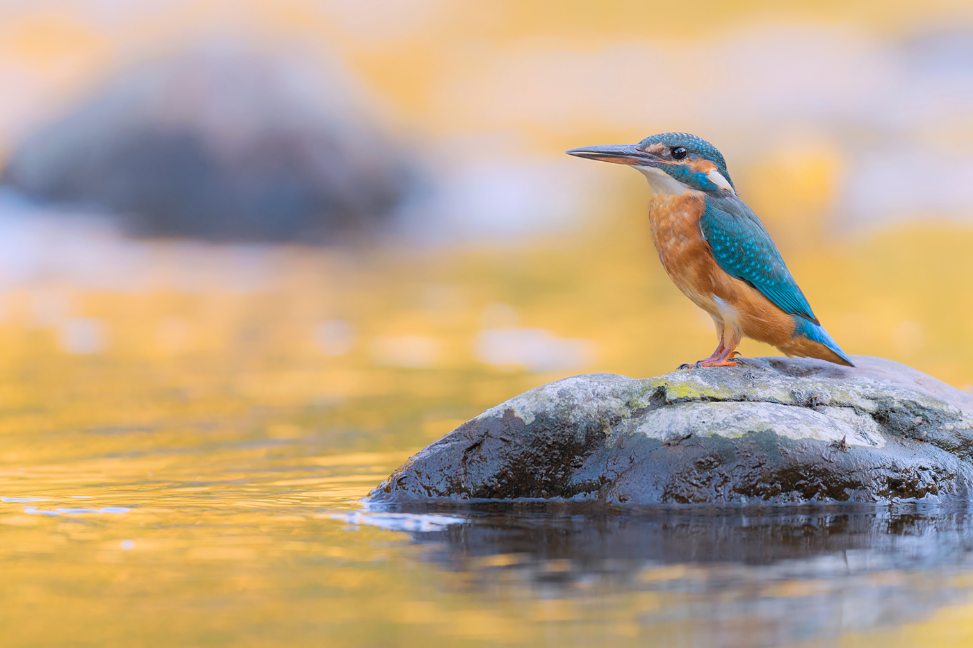 Eisvogel