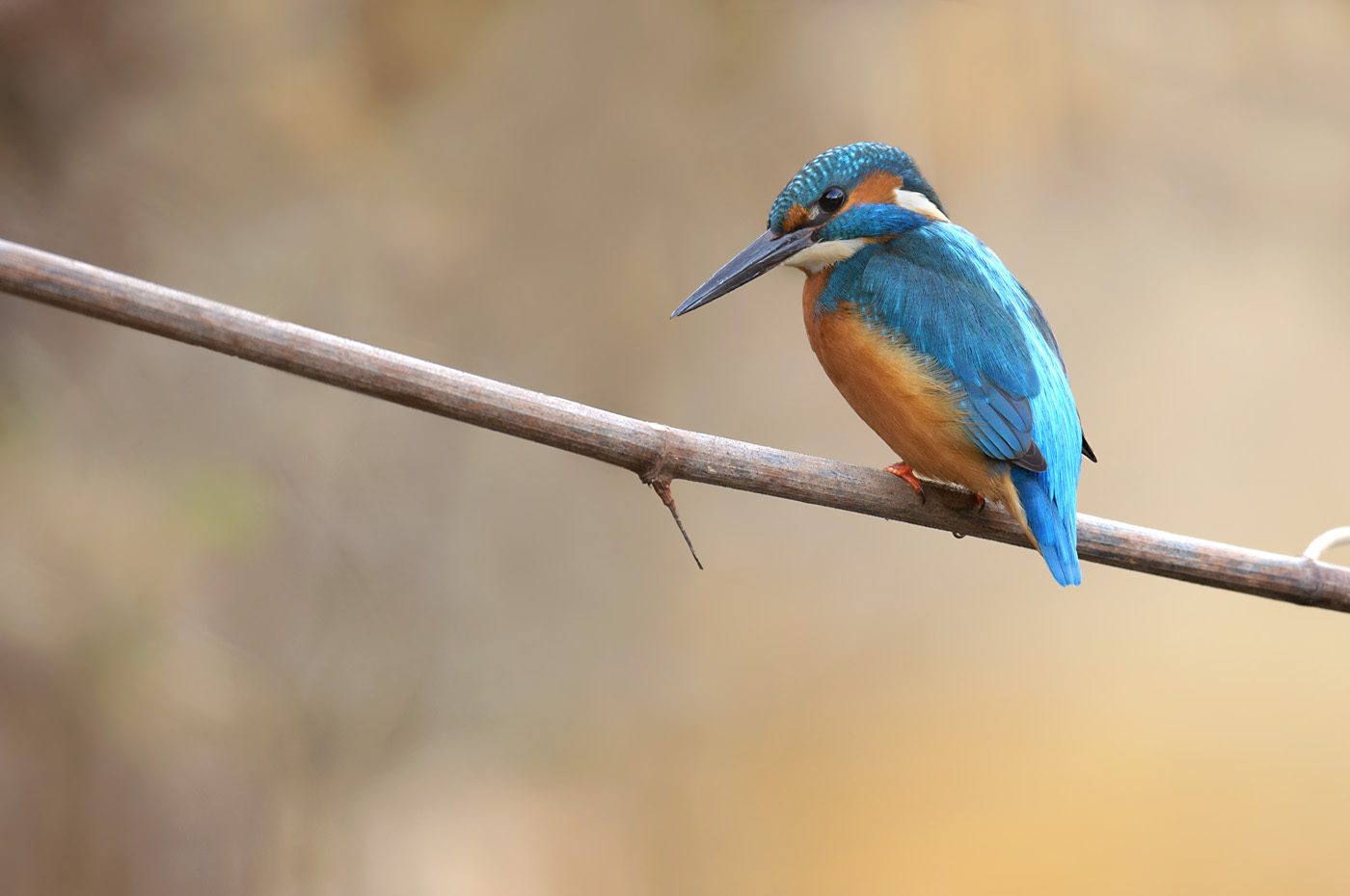 Eisvogel