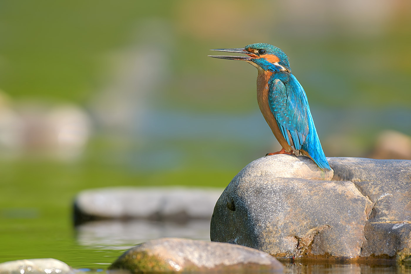 Eisvogel