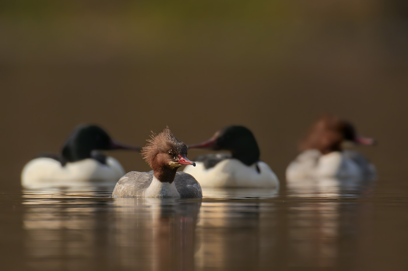 Gänsesäger