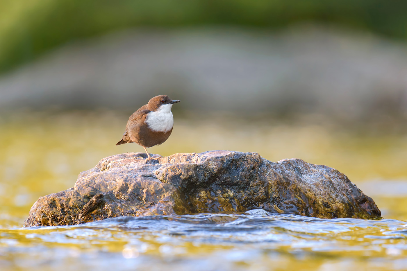 Wasseramsel