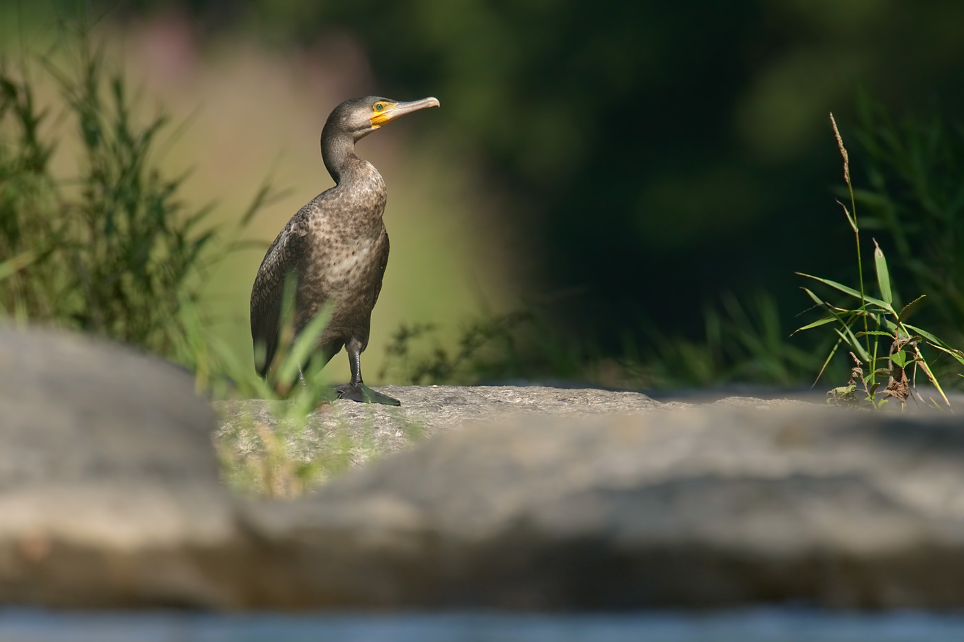 Kormoran