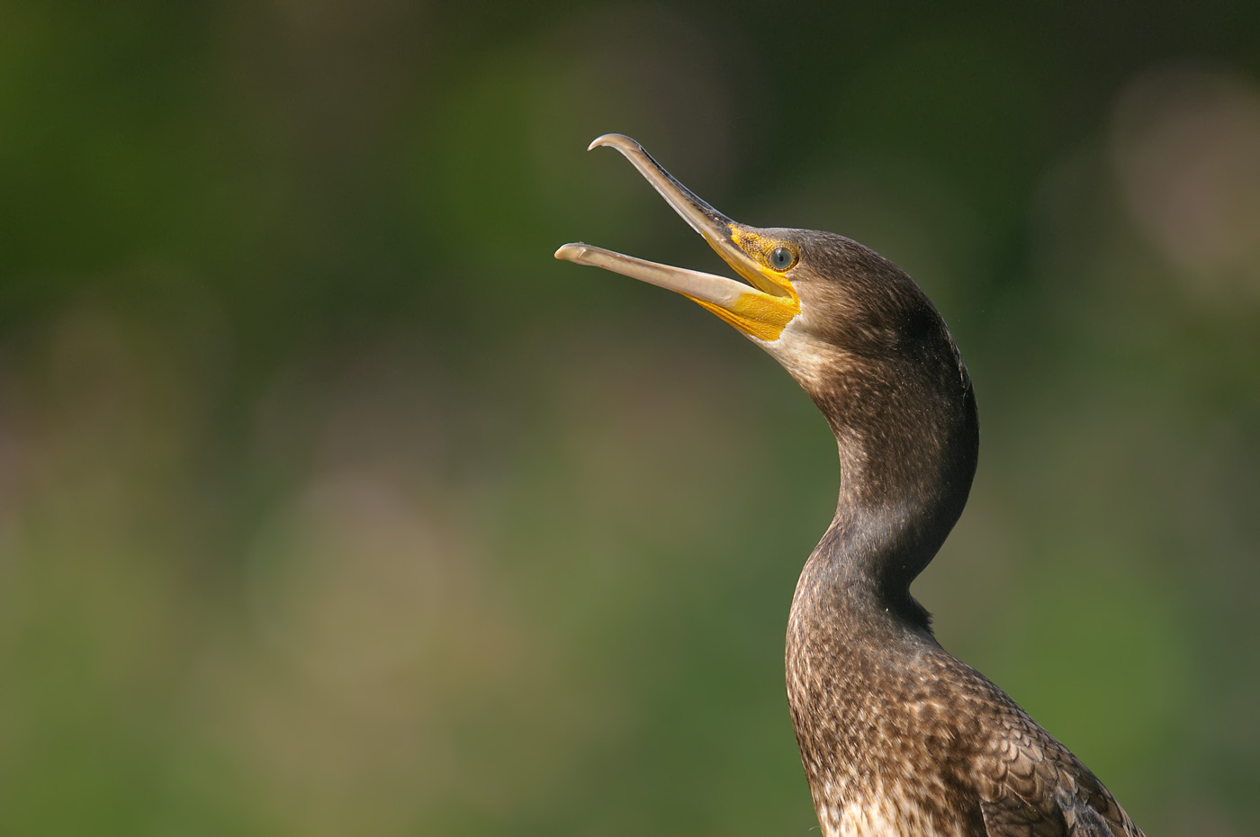 Kormoran