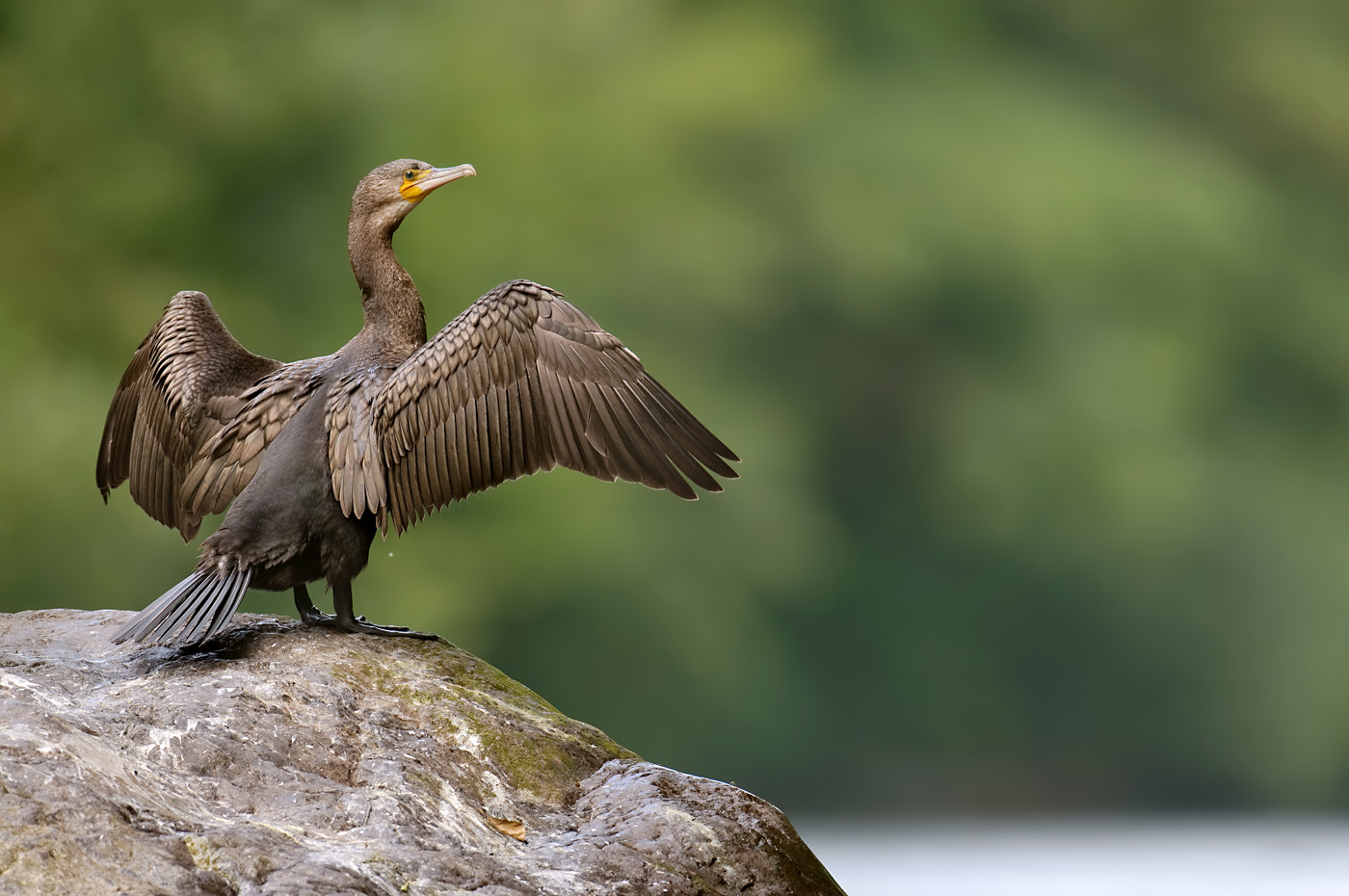 Kormoran