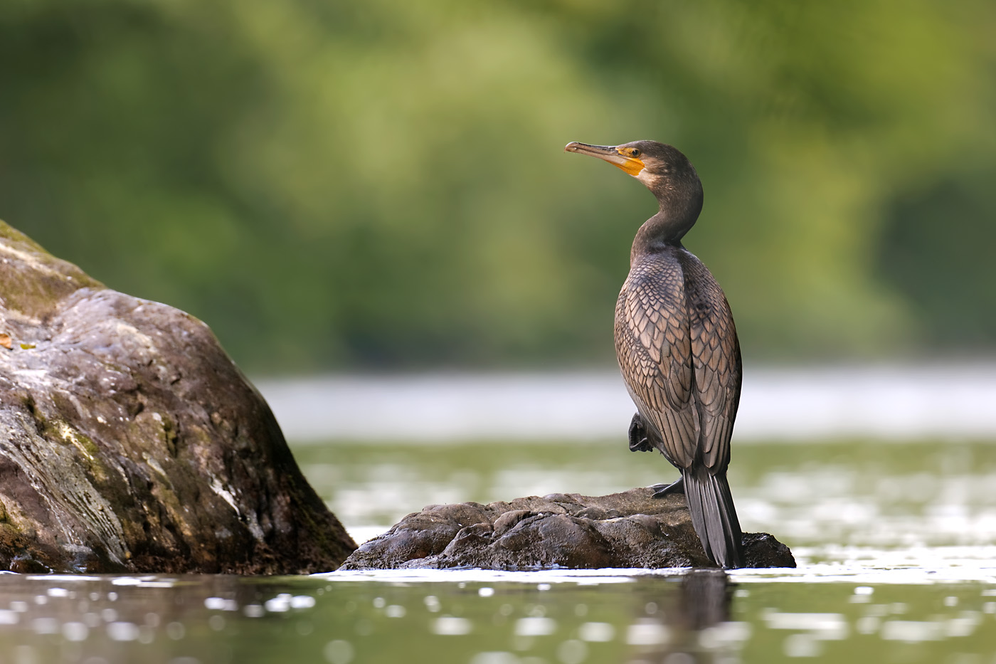 Kormoran