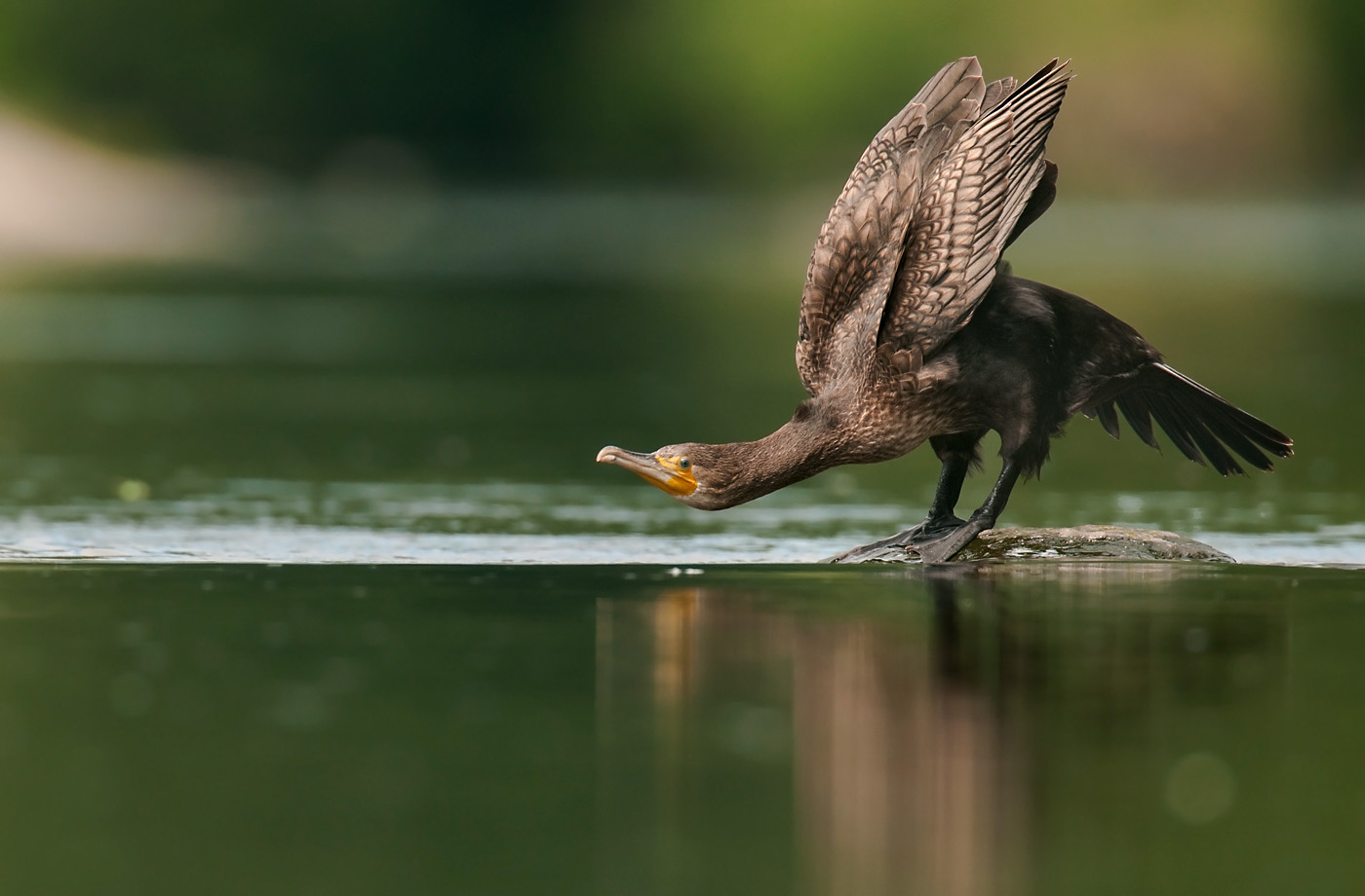 Kormoran