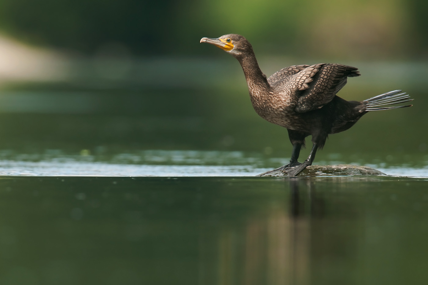 Kormoran