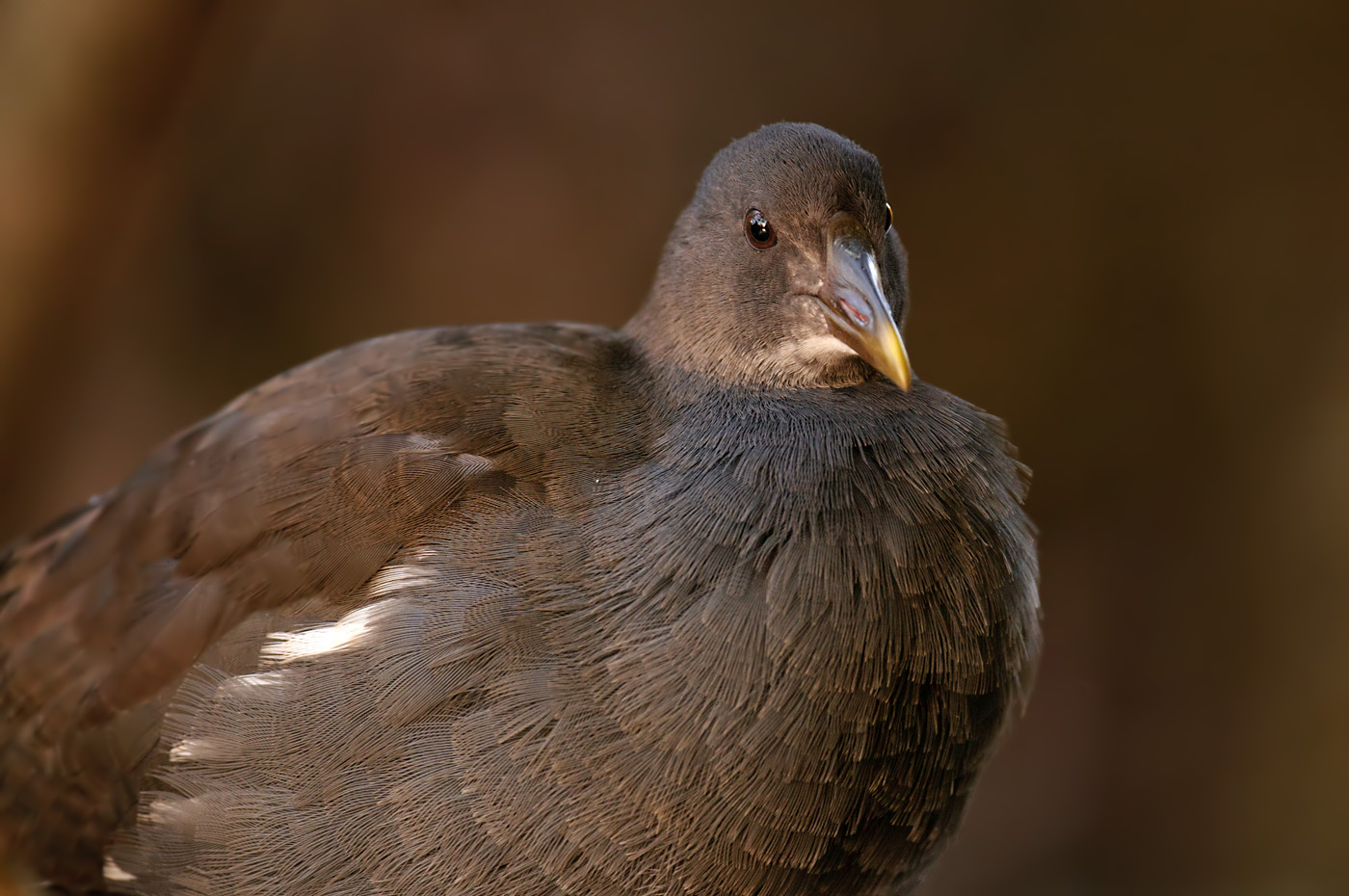 Teichhuhn