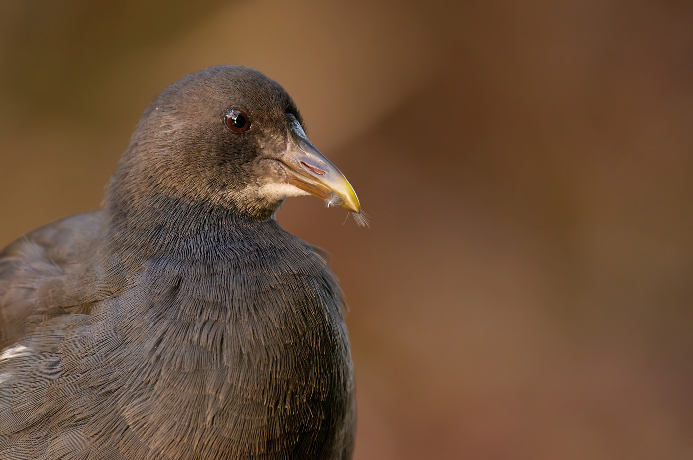 Teichhuhn