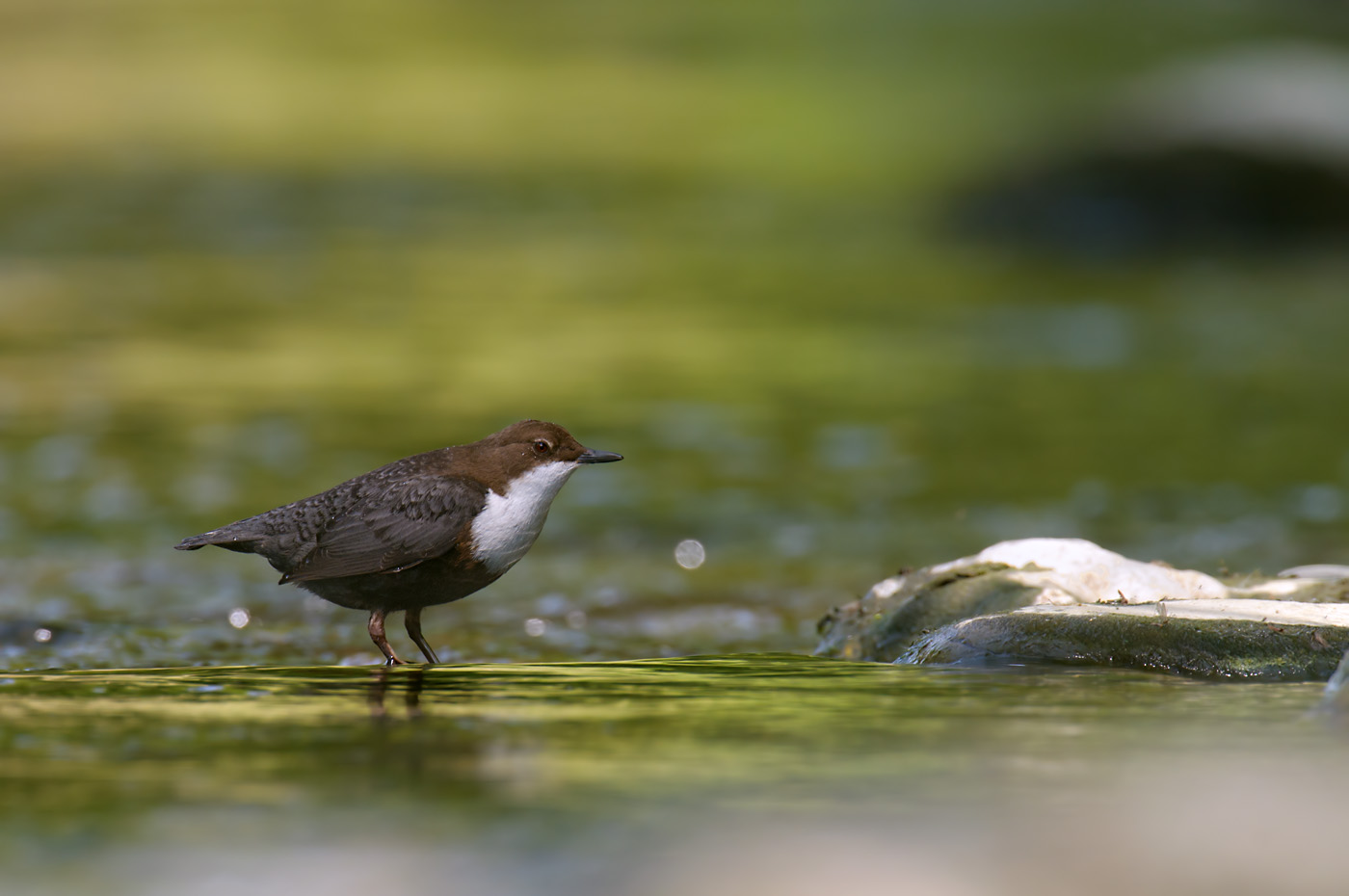 Wasseramsel