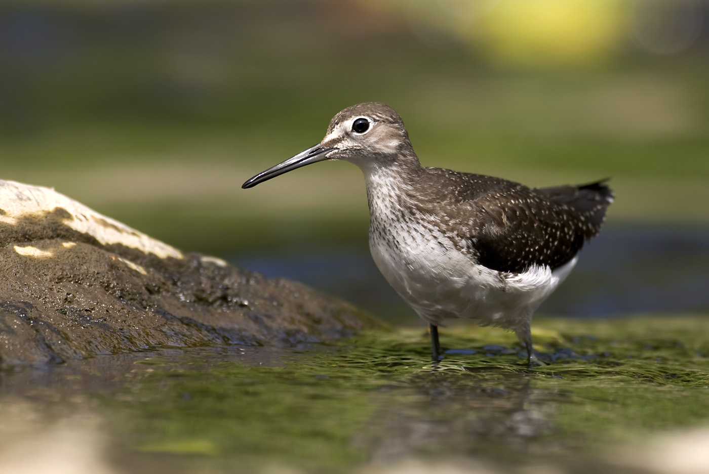 Waldwasserläufer