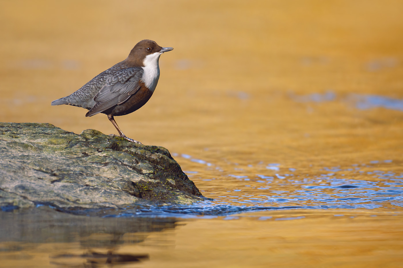 Wasseramsel