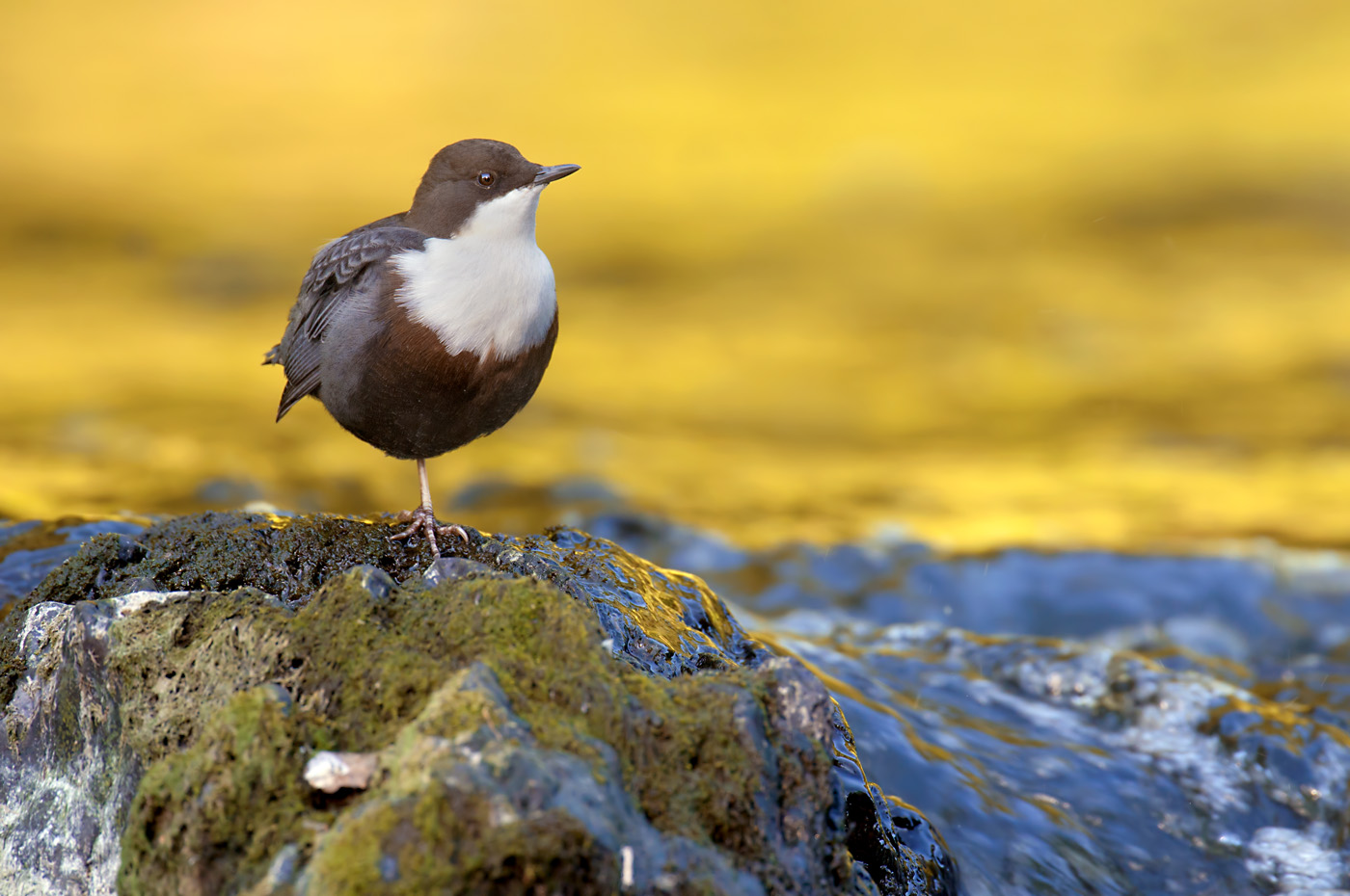 Wasseramsel