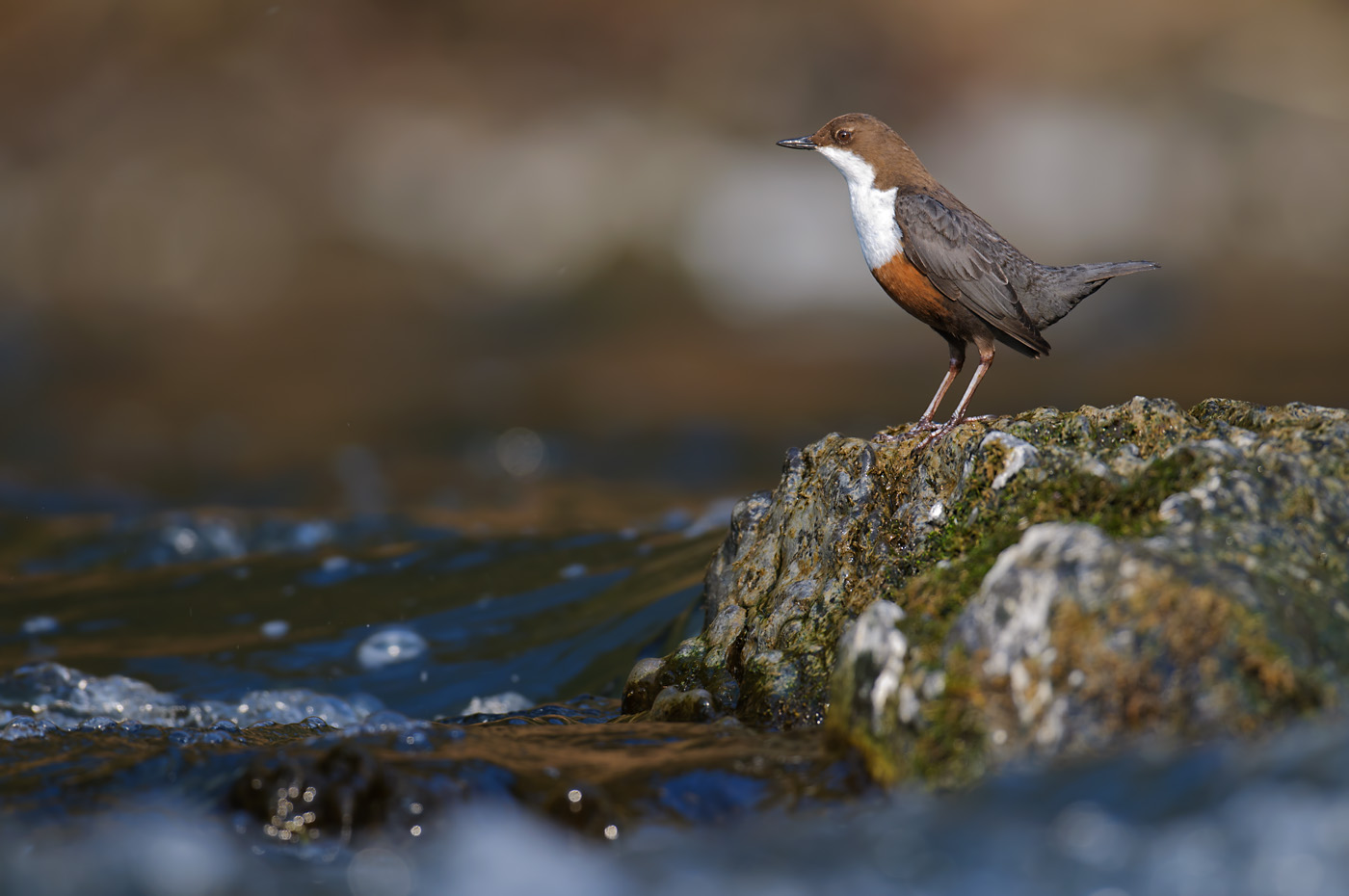 Wasseramsel