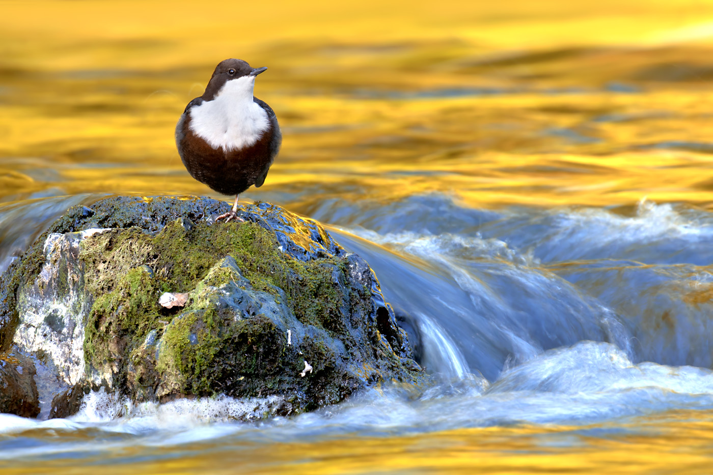 Wasseramsel