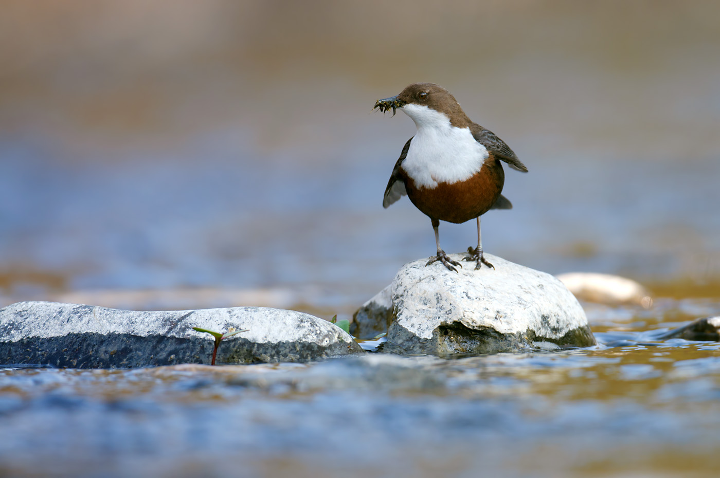 Wasseramsel