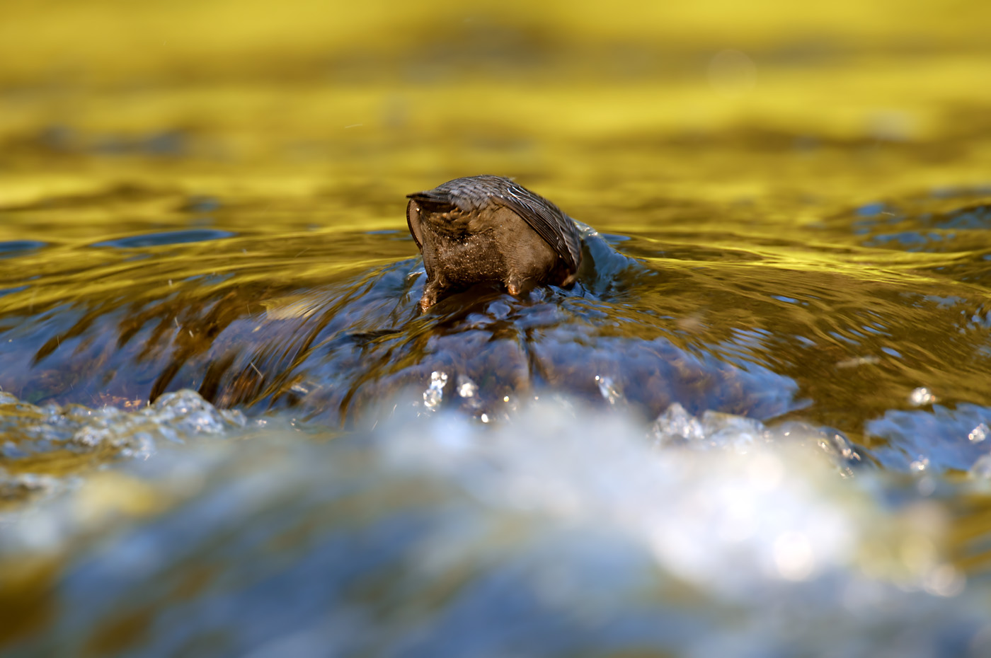 Wasseramsel