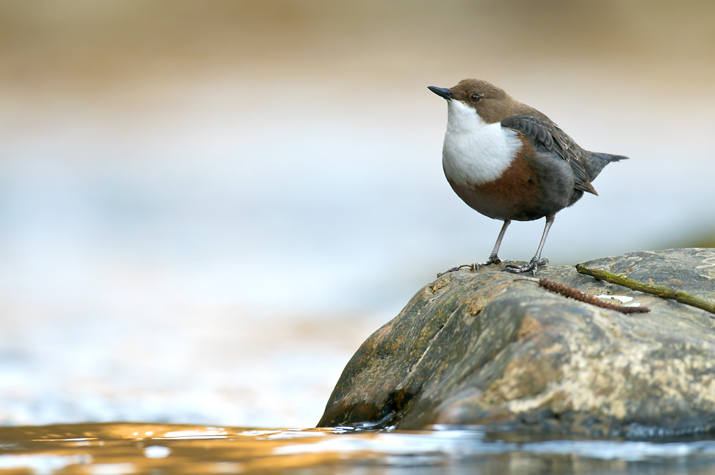 Wasseramsel