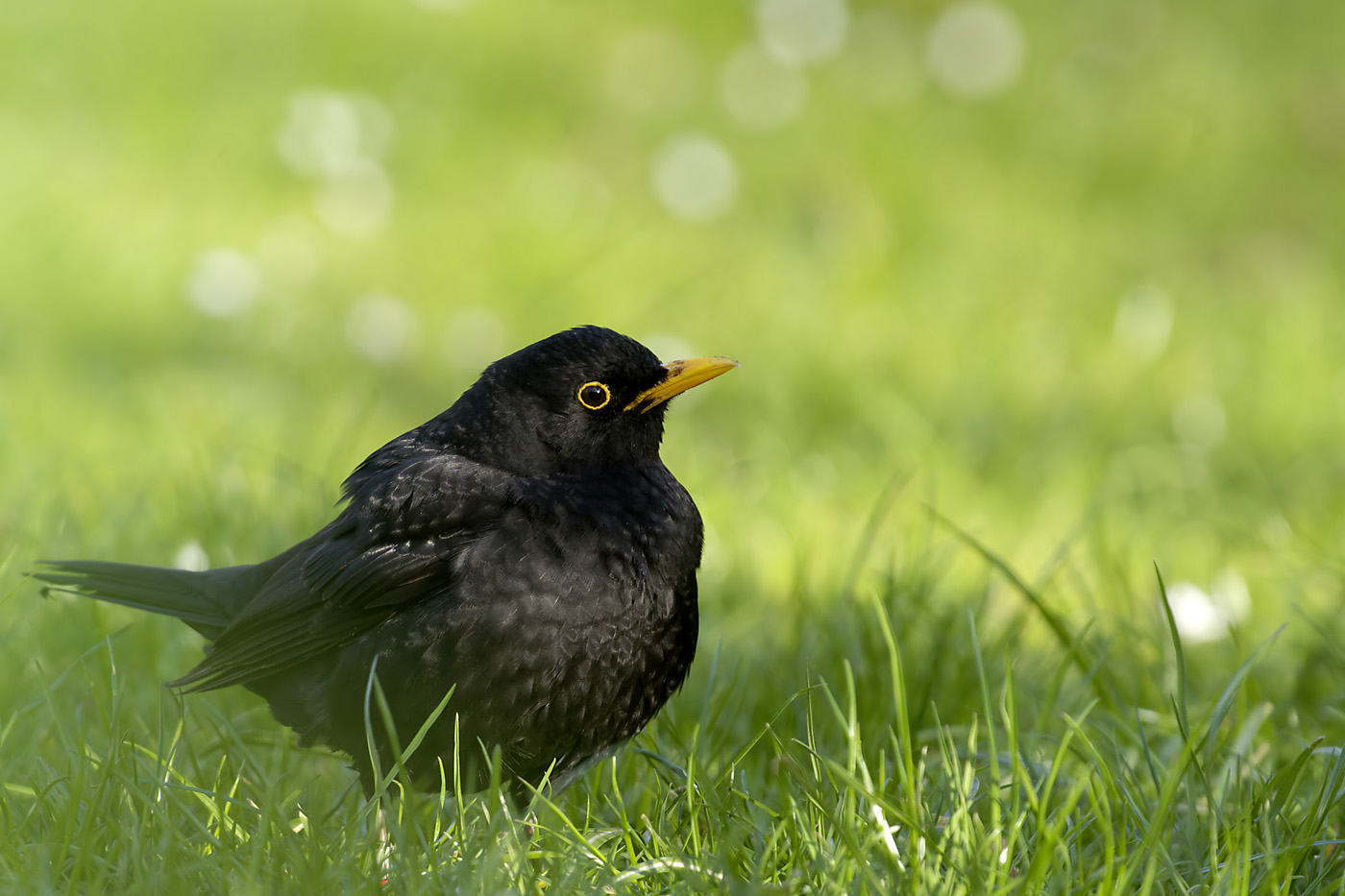 Amsel