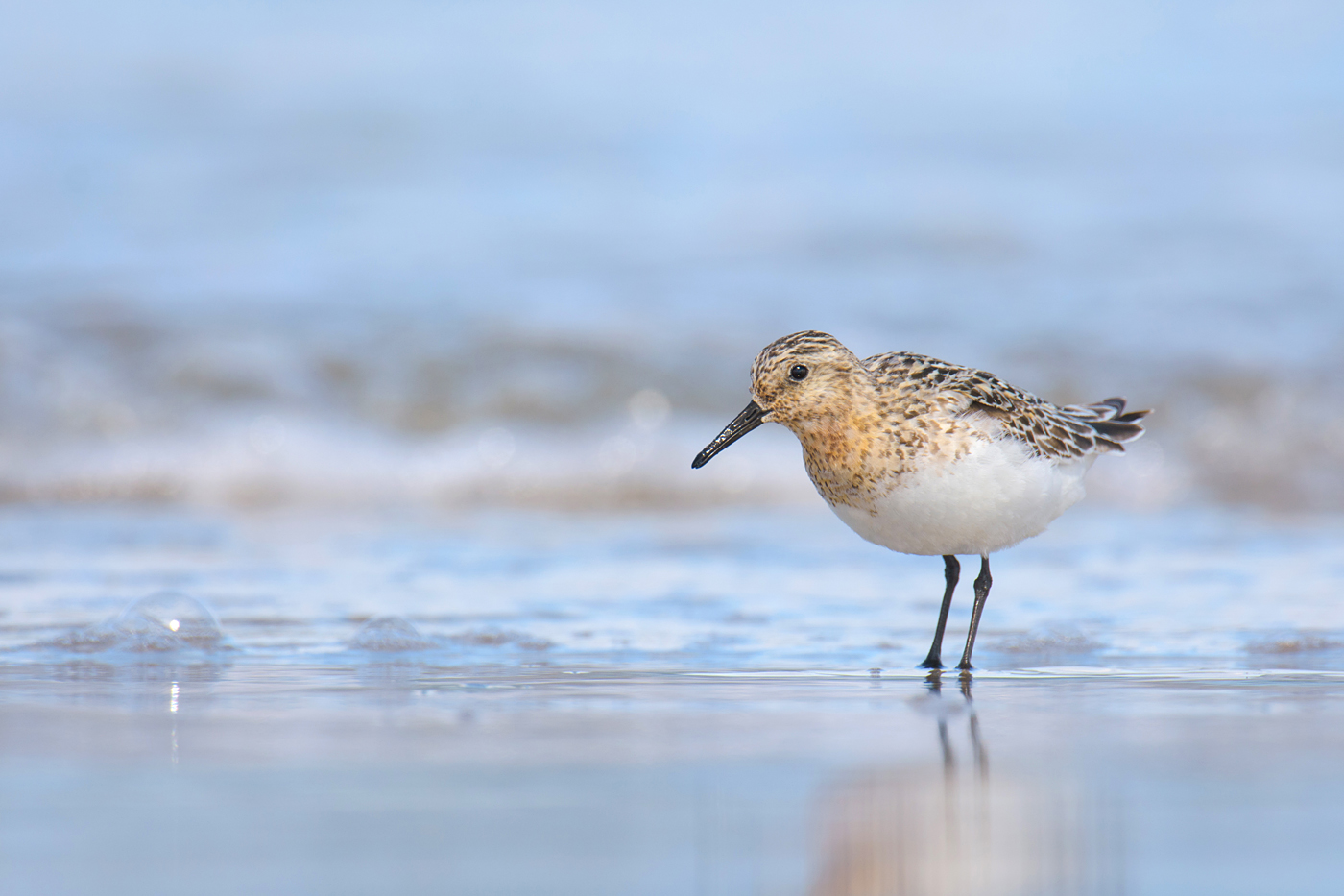 Sanderling