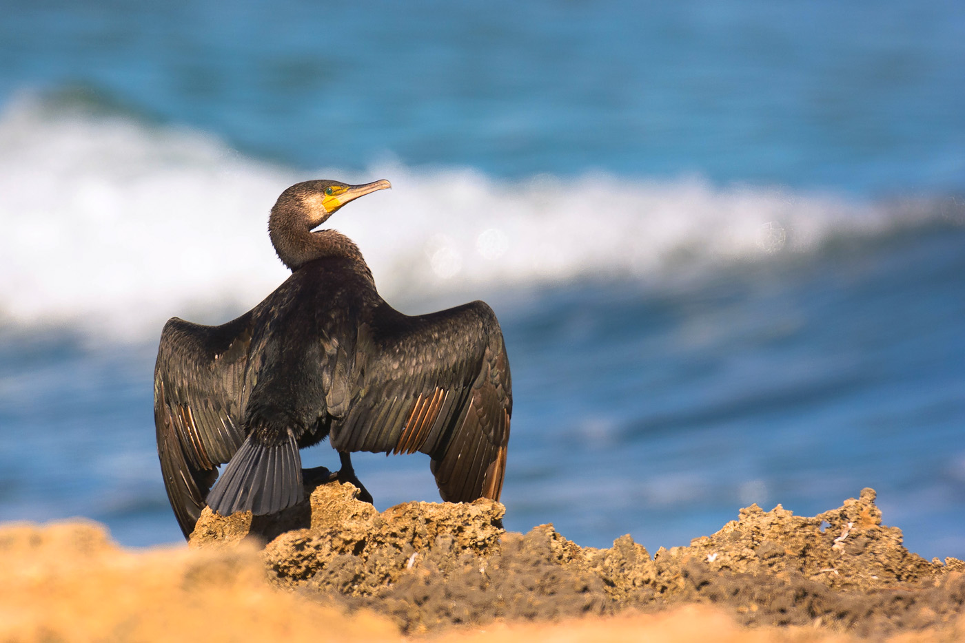 Kormoran