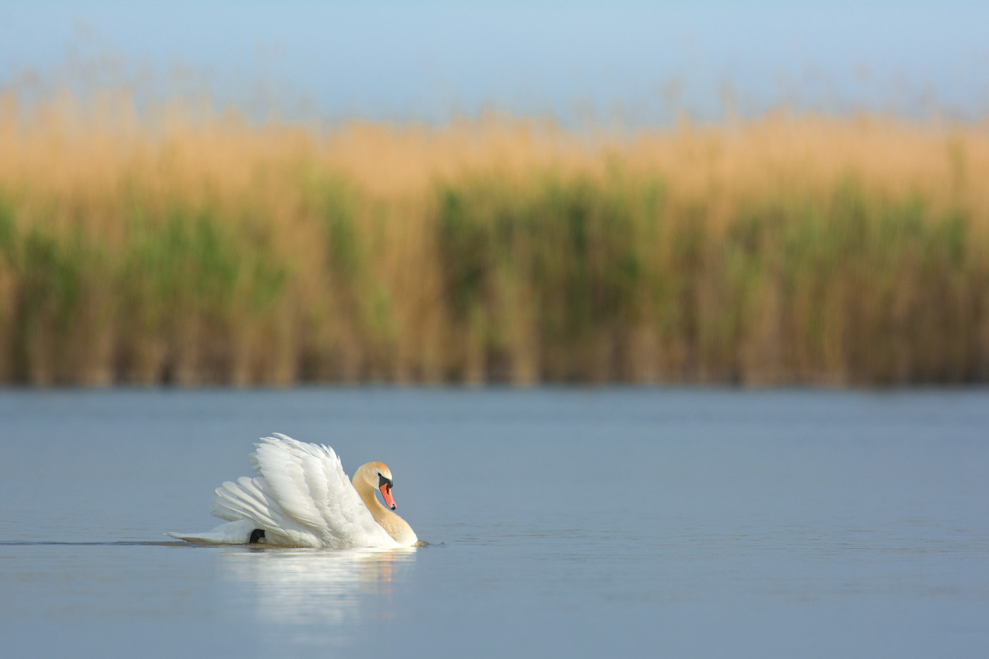 Höckerschwan