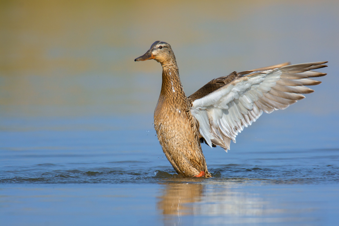 Stockente