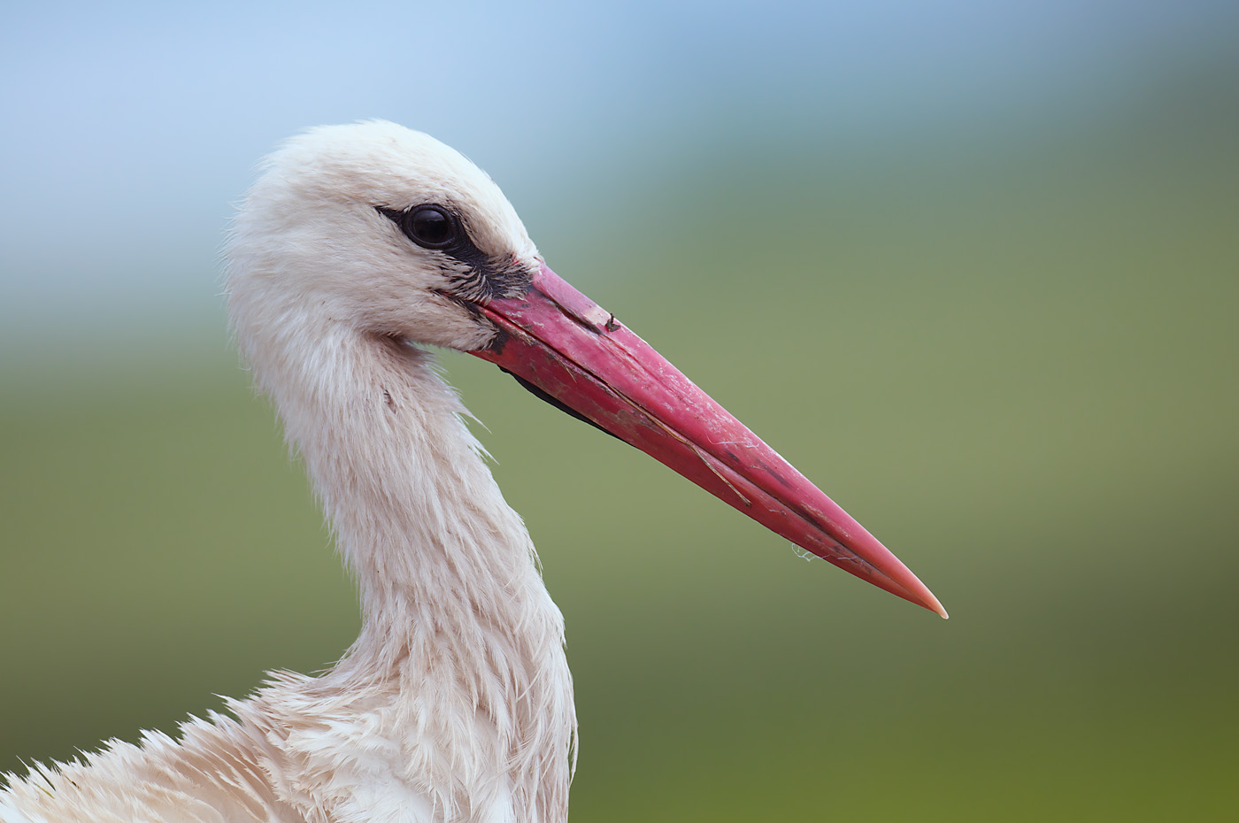 Weißstorch