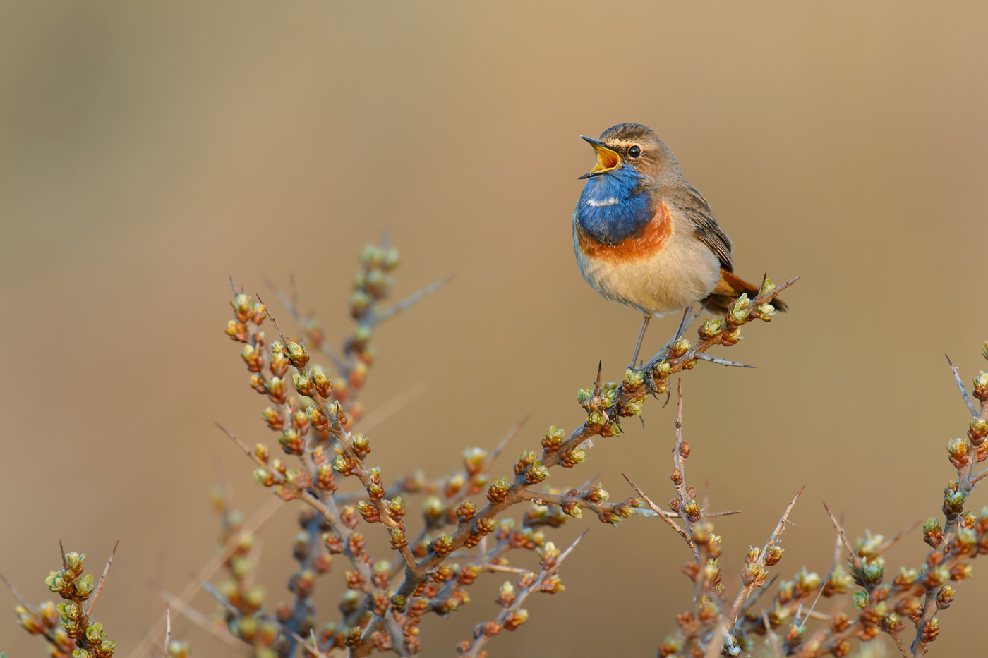 Blaukehlchen - Texel, Niederlande