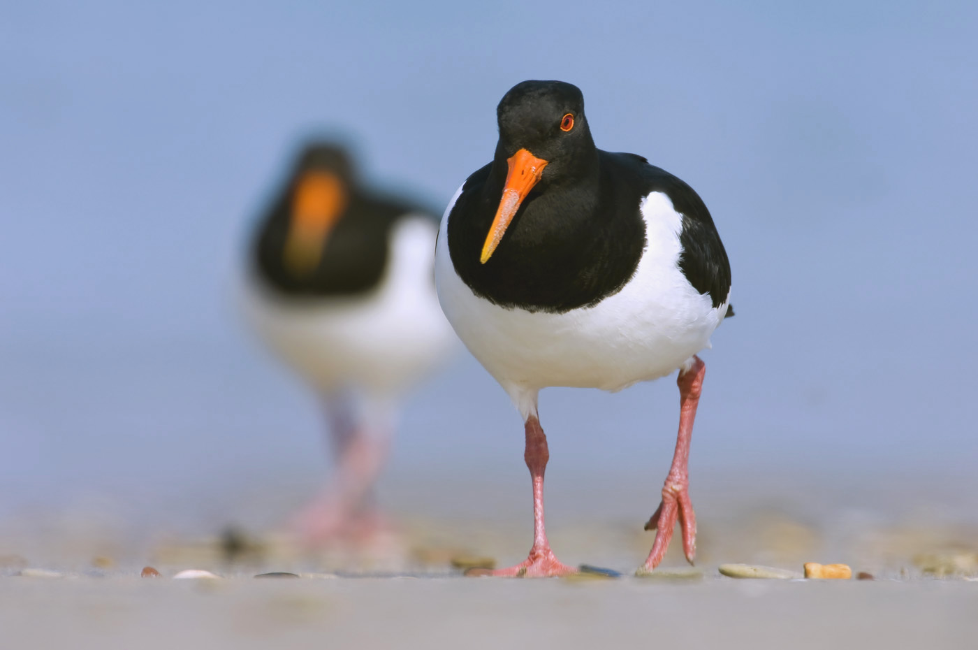 Austernfischer - Helgoland, Deutschland