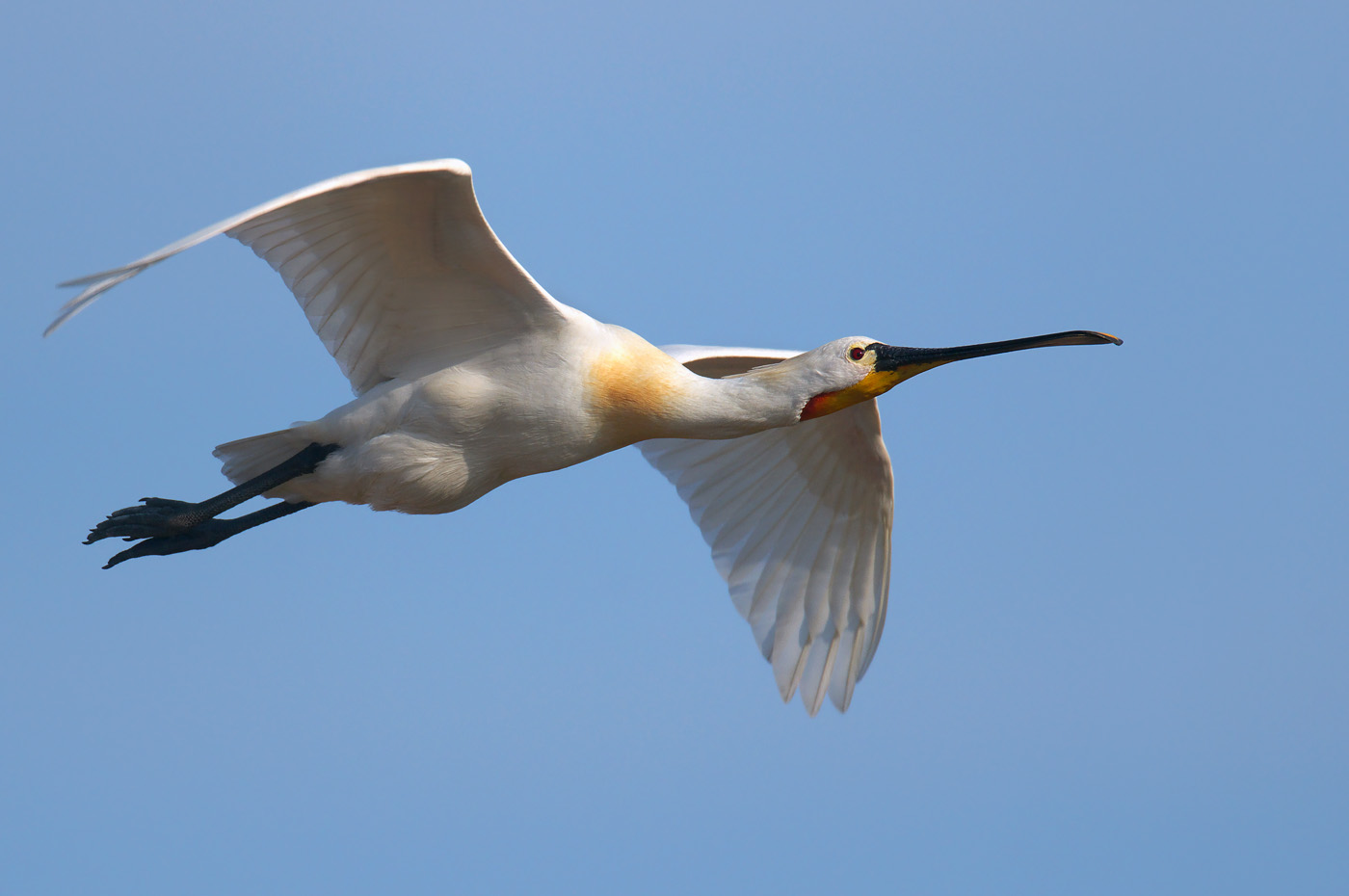 Löffler - Texel, Niederlande