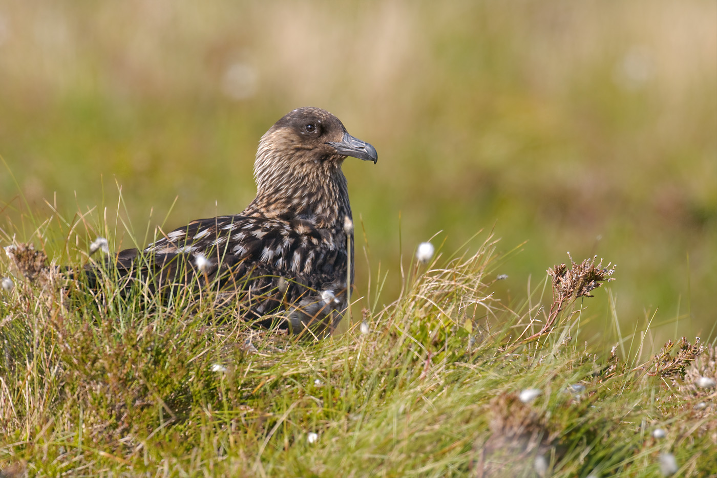 Skua