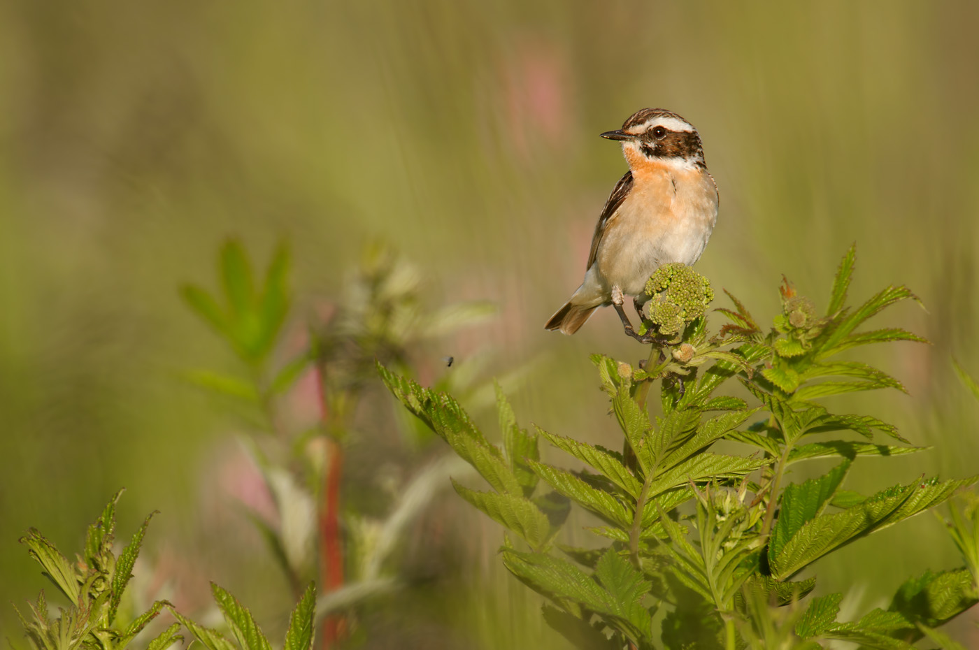 Braunkehlchen