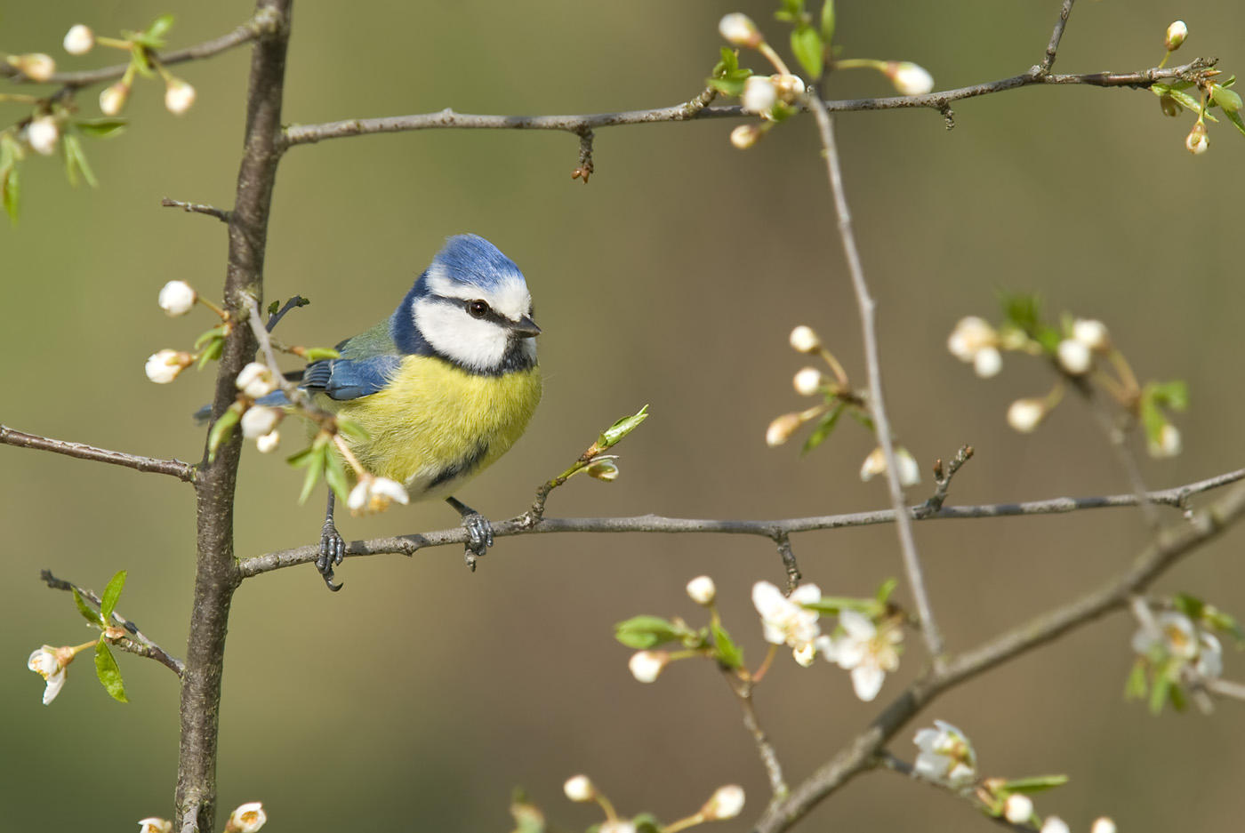 Blaumeise