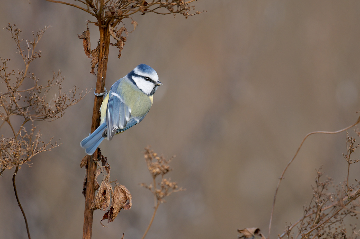 Blaumeise