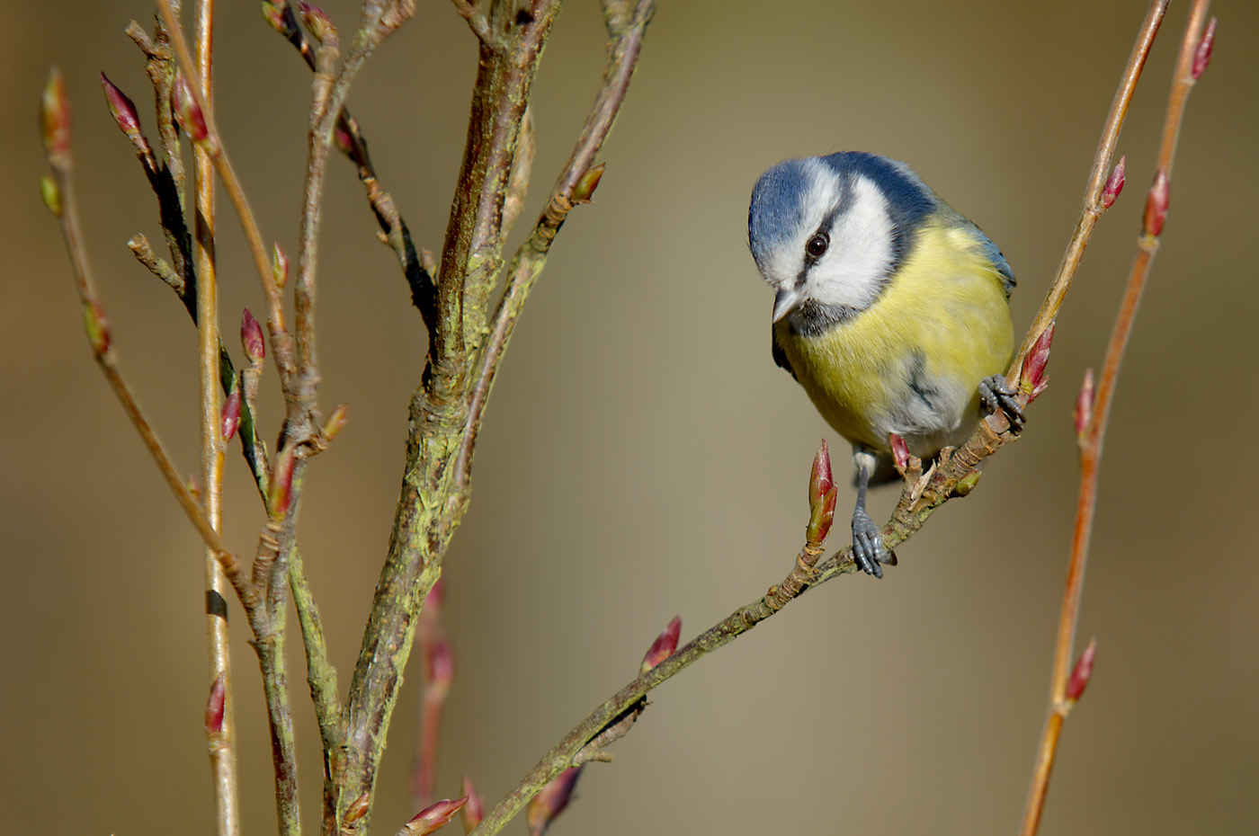 Blaumeise