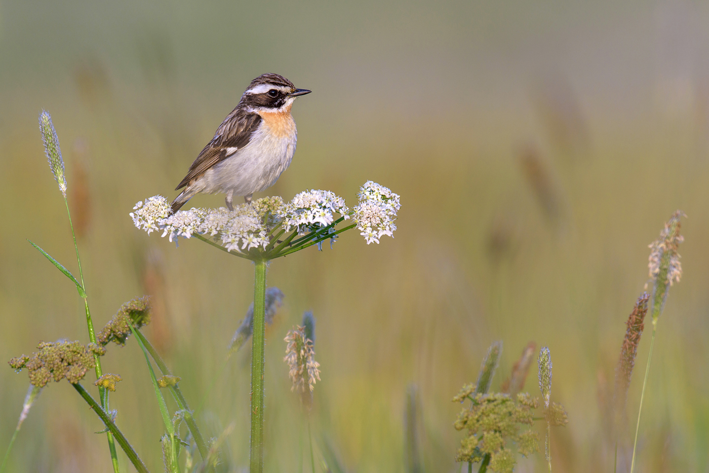 Braunkehlchen