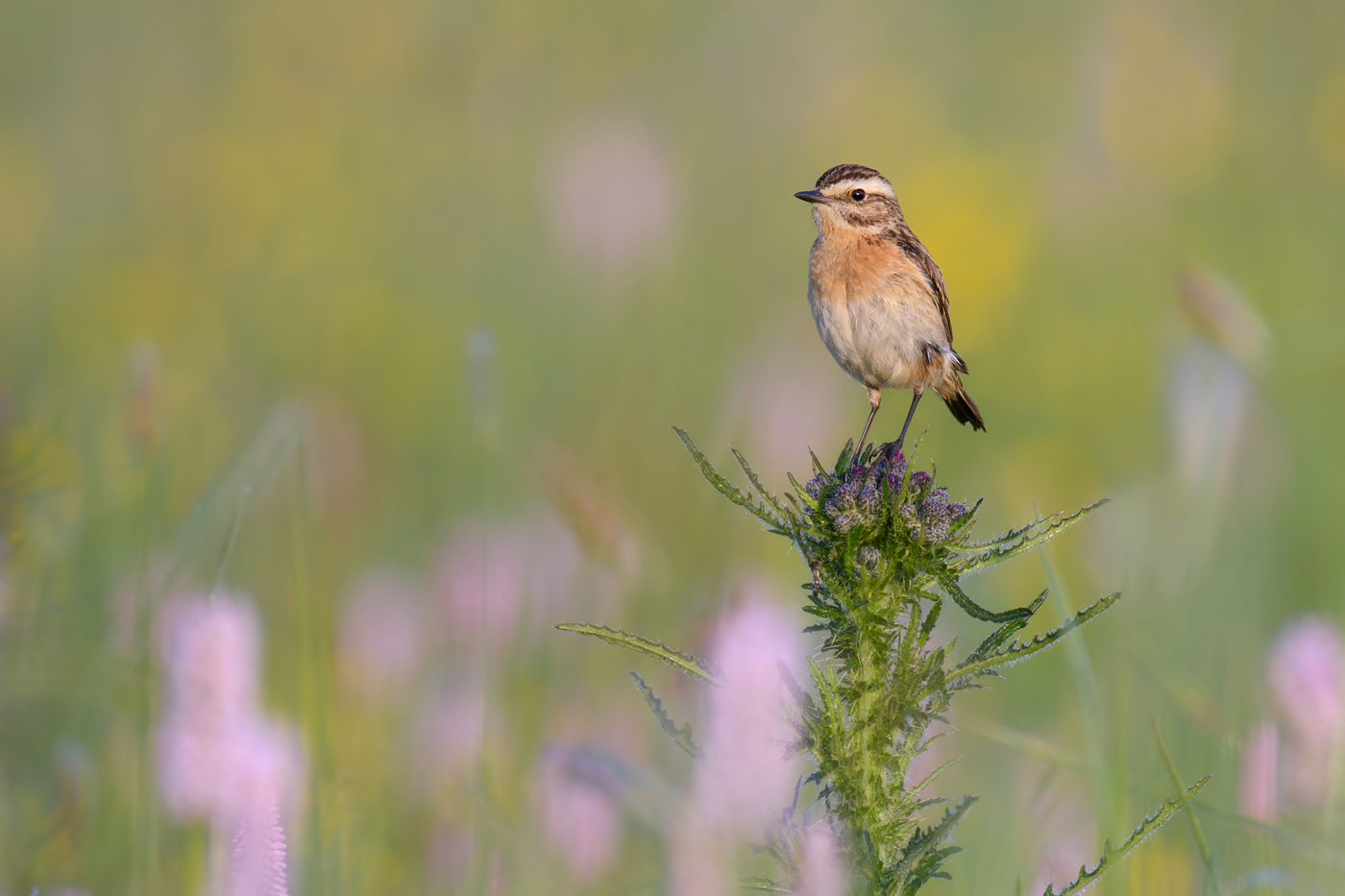 Braunkehlchen