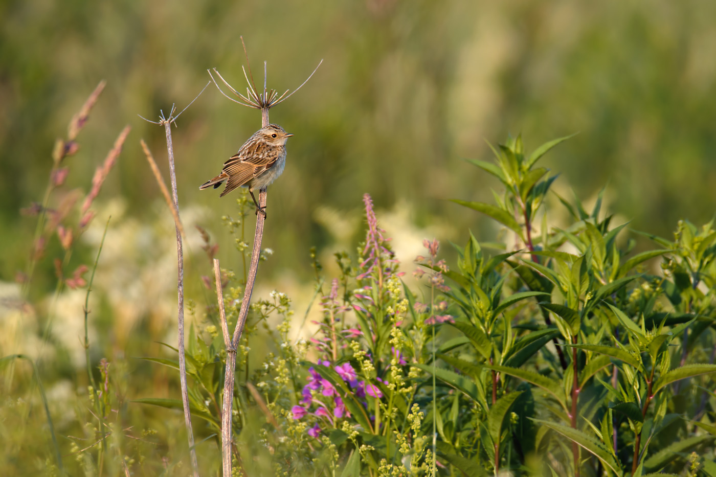 Braunkehlchen