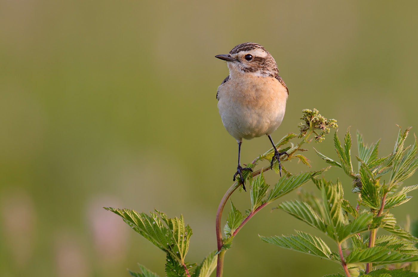 Braunkehlchen