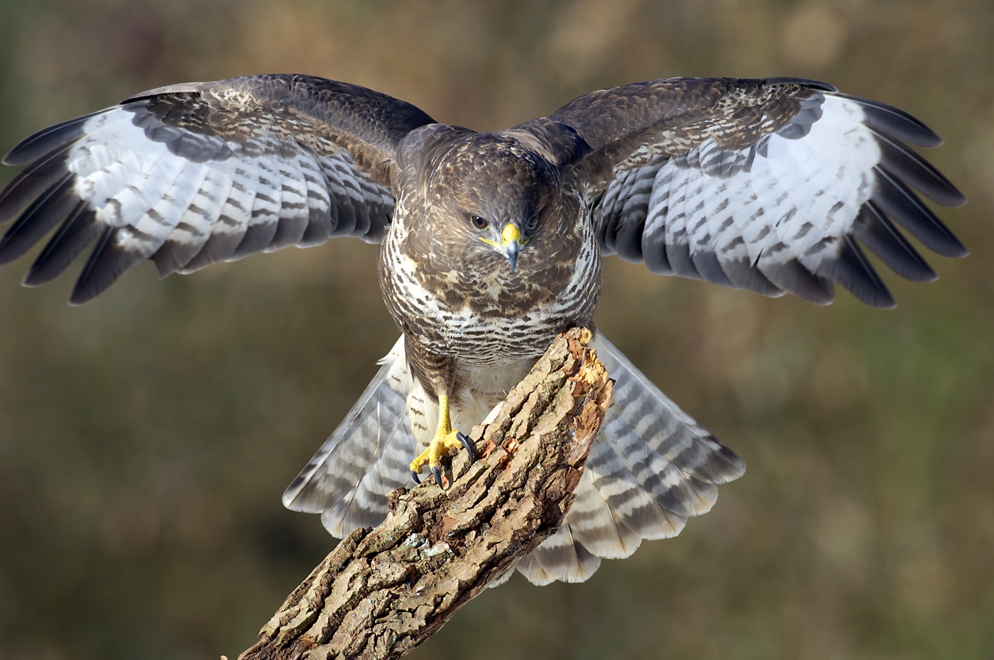 Mäusebussard