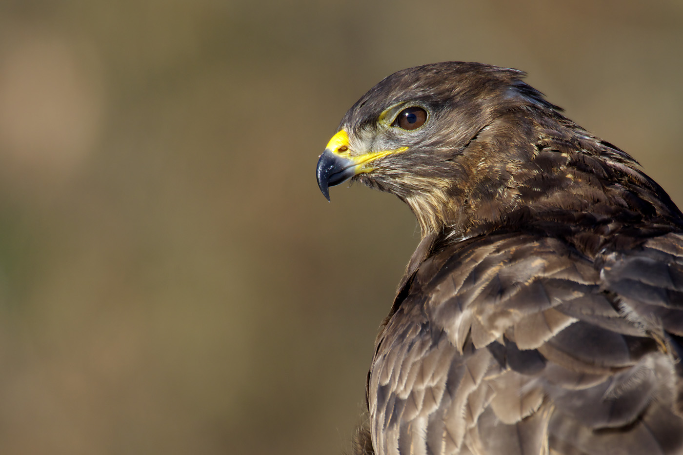 Mäusebussard